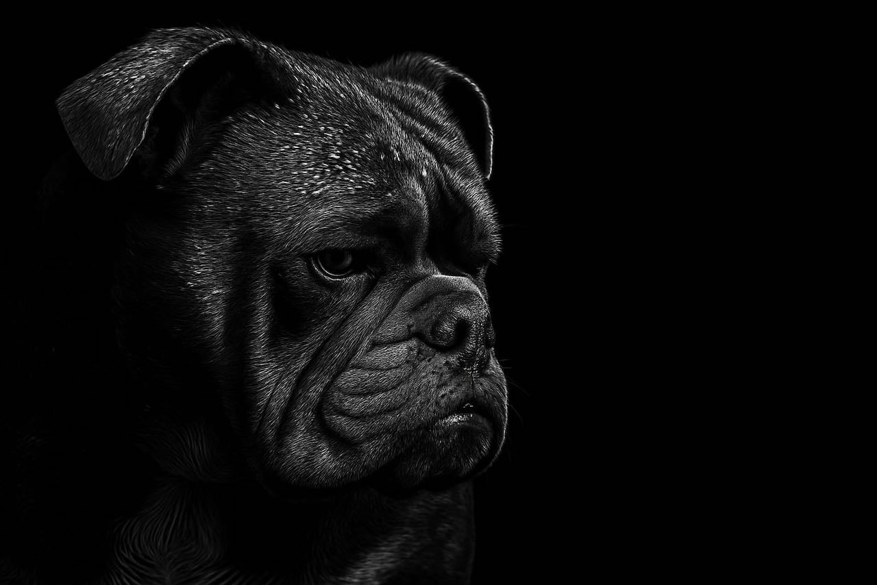 Megan's Angels 2026 Calendar – English Bulldogs Collection